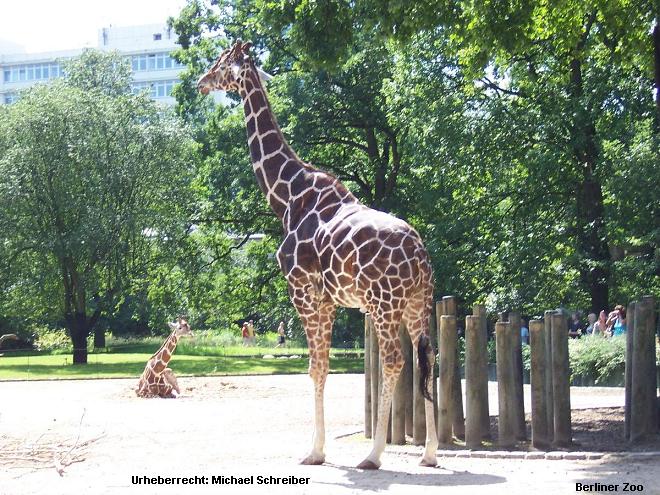 Berliner Zoo Giraffe