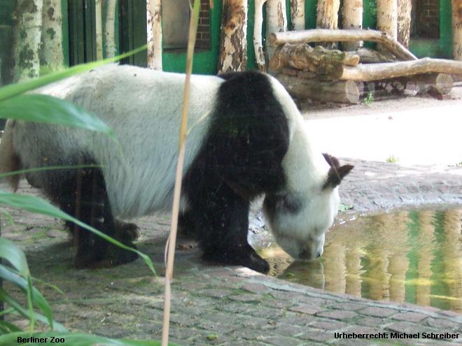 Berliner Zoo Panda