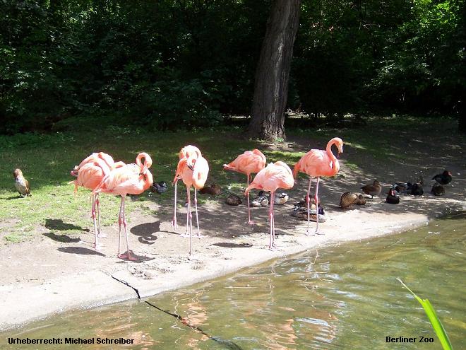 Berliner Zoo Flamingos