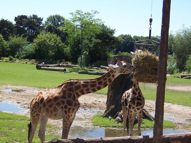 Giraffen Leipziger Zoo