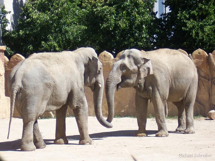 zwei Elefanten Zoo Leipzig